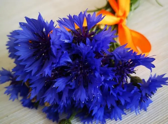 Apartment Chaberek Jelenia Gora